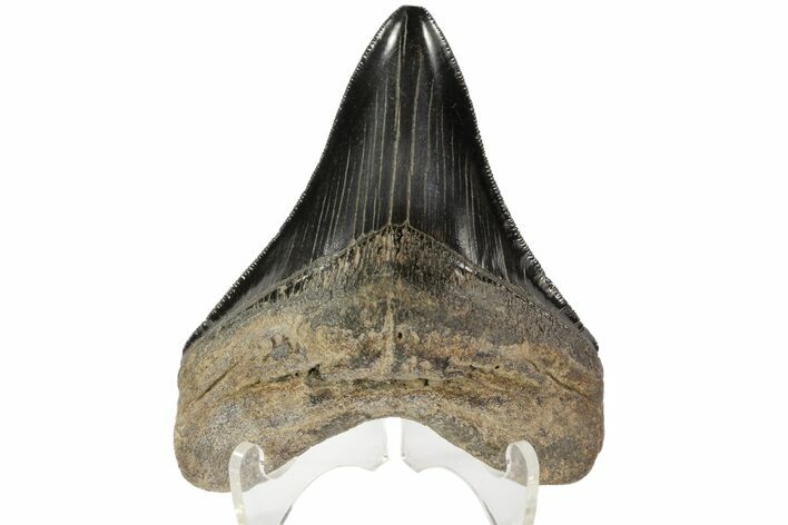 Serrated, Fossil Megalodon Tooth - Georgia #78211